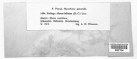Microbotryum silenes-inflatae image